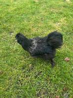 Zwarte zijdehoen haan, Dieren en Toebehoren, Pluimvee