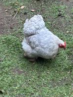Cochin krielhen te ruilen, Dieren en Toebehoren, Pluimvee