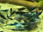 Neocaridina Davidi sp. Blue Sapphire, Kreeft, Krab of Garnaal, Zoetwatervis, Schoolvis