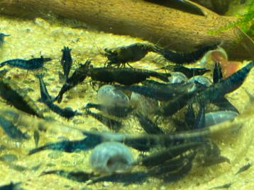 Neocaridina Davidi sp. Blue Sapphire beschikbaar voor biedingen