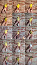 Mooie, verzorgde kanaries uit buitenvoilière 2025