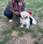 Garde animaux (chien) dogsitter, Enlèvement