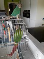 2 pyrrhuras, Dieren en Toebehoren, Ophalen, Zo goed als nieuw