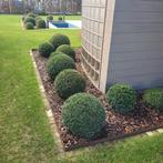 25 tal GEZONDE buxus  bollen  DIAMETER 40/ 50, Tuin en Terras, Gras en Kunstgras, Ophalen of Verzenden