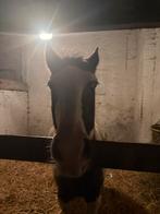 Op zoek naar boerderij te huur, Ophalen of Verzenden, Zo goed als nieuw