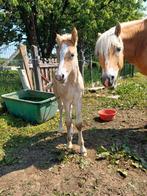 Haflinger hengst veulen, Dieren en Toebehoren, Paarden, Met stamboom, Niet van toepassing, 0 tot 2 jaar, Hengst