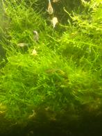 Christmas mos, Enlèvement, Utilisé