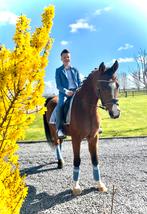 Arabische Ruin, Animaux & Accessoires, Chevaux, Hongre