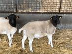Dorpers, Mannelijk, Schaap, 0 tot 2 jaar
