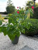 Mirabilis jalapa, Tuin en Terras, Planten | Tuinplanten, Ophalen