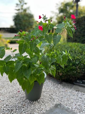 Mirabilis jalapa beschikbaar voor biedingen