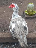 koppel barberies, Meerdere dieren, Eend