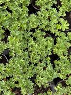 Cambridge - ooievaarsbek, Tuin en Terras, Planten | Tuinplanten, Ophalen