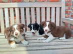 Super lieve border collie pups, Dieren en Toebehoren, Honden | Herdershonden en Veedrijvers, CDV (hondenziekte), Meerdere, 8 tot 15 weken