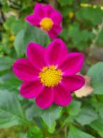 Dahlia knollen roos, Tuin en Terras, Ophalen of Verzenden, Knol