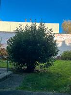 Laurier boom, Tuin en Terras, Ophalen