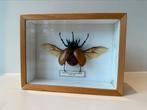 Neushoornkever - Eupatorus Gracilicornus, Ophalen of Verzenden, Zo goed als nieuw, Overige soorten, Opgezet dier