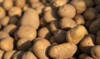 Voederaardappelen, Zakelijke goederen, Landbouw | Veevoer, Ophalen