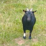 handtamme dwerggeiten, Dieren en Toebehoren, Schapen, Geiten en Varkens