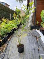 Eucalipthus, Ophalen, Overige soorten, Struik, 100 tot 250 cm