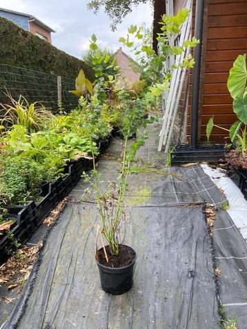 Eucalipthus beschikbaar voor biedingen