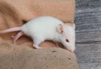 Rittens te reserveren mannetjes - rattery, Dieren en Toebehoren, Knaagdieren, Rat, Augustus, Mannelijk, Tam