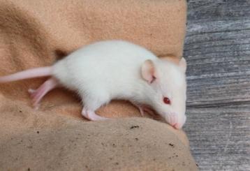 Rittens te reserveren mannetjes - rattery beschikbaar voor biedingen