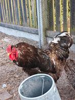 2 brahma hanen te koop, Dieren en Toebehoren, Pluimvee