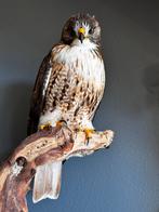 Taxidermie roodstaart buizerd., Collections, Collections Animaux, Enlèvement ou Envoi, Neuf