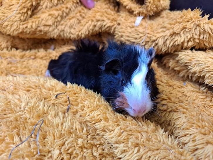 Jonge cavia borstelhaar beer te koop, Dieren en Toebehoren, Knaagdieren, Mannelijk, Cavia, September, Tam