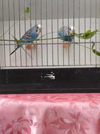 Blauwe grasparkiet, Dieren en Toebehoren, Vogels | Parkieten en Papegaaien