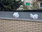 Pauwstaart duif, Dieren en Toebehoren, Vogels | Duiven