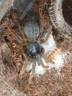 Ornithoctoninae sp vietnam silver vrouwtje 3,5 cm licham, Animaux & Accessoires, Insectes & Araignées