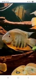 Heros rotkeil, Dieren en Toebehoren