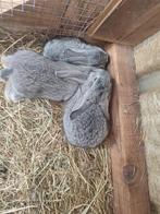 Vlaamse reus chinchilla kleur, Dieren en Toebehoren, Konijnen