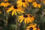 Rudbeckia goldsturm, Enlèvement