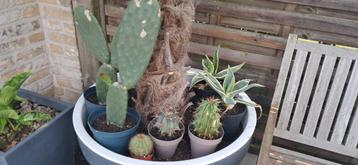 Lot cactussen en vetplanten - schijfcactus, agave, ...