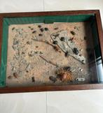 INSECTES COLLECTION, Collections, Enlèvement, Utilisé