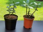 jadeboom - Crassula Ovata, Huis en Inrichting, Kamerplanten, Ophalen, Vetplant