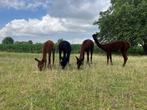 4 Alpaca's te koop: 3 x merrie, 1 x hengst, Dieren en Toebehoren, Overige Dieren, Meerdere dieren