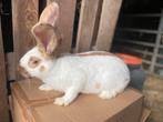 Driekleur lotharinger/reuzenvlinder, Dieren en Toebehoren, Konijnen