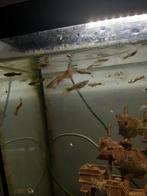 Guppies 50 cent, Dieren en Toebehoren, Ophalen