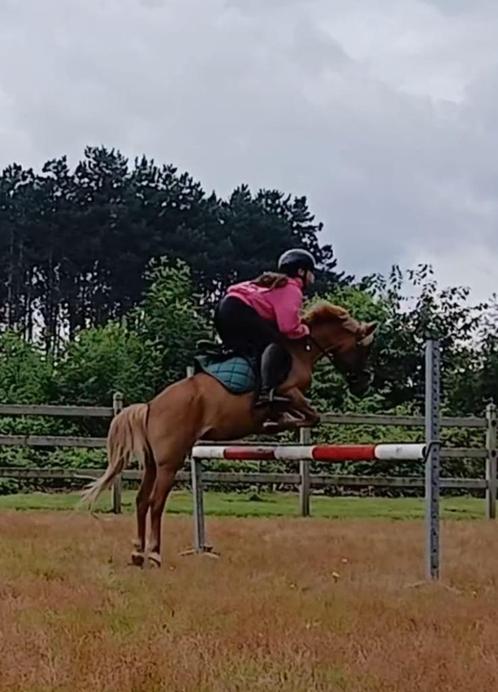 Grote, 11 jarige B pony te koop, Dieren en Toebehoren, Pony's, Merrie, B, B pony (1.17m tot 1.27m), 11 jaar of ouder, Gechipt