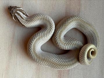Westelijke haakneusslang, 11 maand, soort: SuperConda beschikbaar voor biedingen