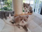 British shorthair, Animaux & Accessoires, Chats & Chatons | Chats de race | Poil long, Plusieurs animaux, Avec pedigree, 0 à 2 ans