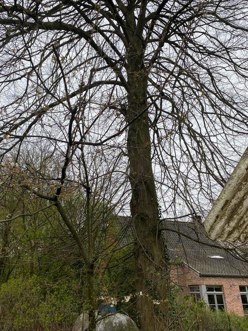 Lindeboom, Jardin & Terrasse, Plantes | Arbres, Enlèvement ou Envoi