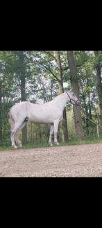 zeer lieve merrie, Dieren en Toebehoren, Minder dan 160 cm, Zadelmak, 11 jaar of ouder, Recreatiepaard