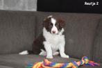 Prachtig Chocolat White Border Collie pupje, Parvo, België, 8 tot 15 weken, Collie
