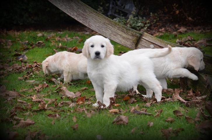 Golden Retriever pups, Dieren en Toebehoren, Honden | Retrievers, Spaniëls en Waterhonden, Meerdere dieren, Golden retriever, Fokker | Professioneel