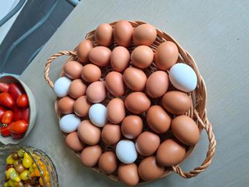 Oeufs frais beschikbaar voor biedingen